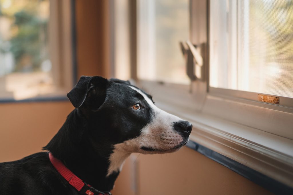 Removing a No Pets Policy for Your Rental Property