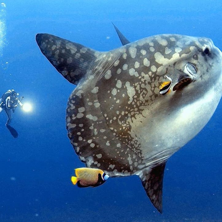  What to Know About Mola Mola Season in Bali