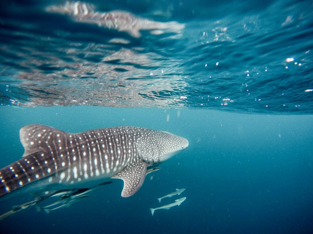 Cenderawasih Bay Whale Shark